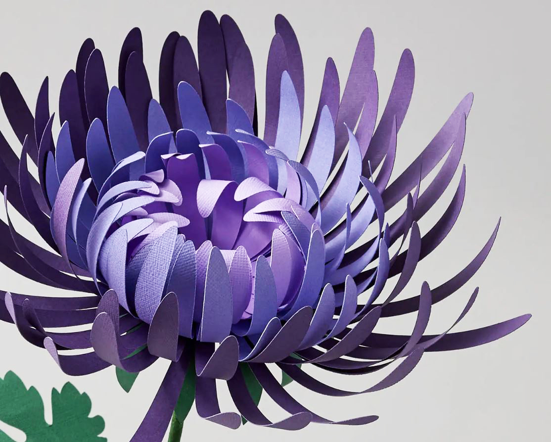 Bloom animation study