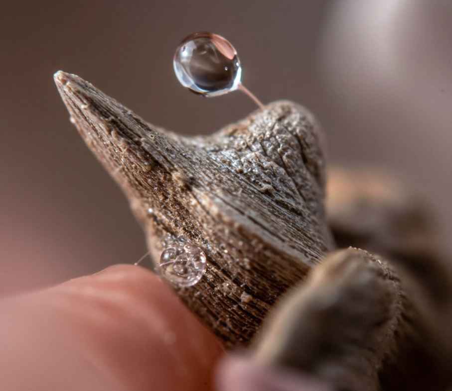 Learning tools for studying flowers